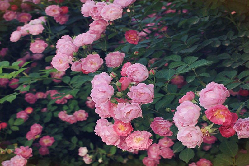  蔷薇花图片 
