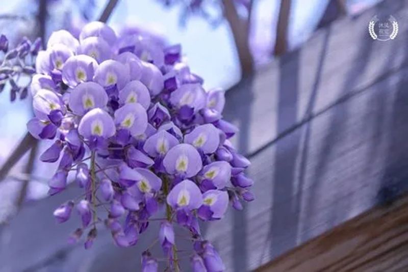  紫藤花图片 
