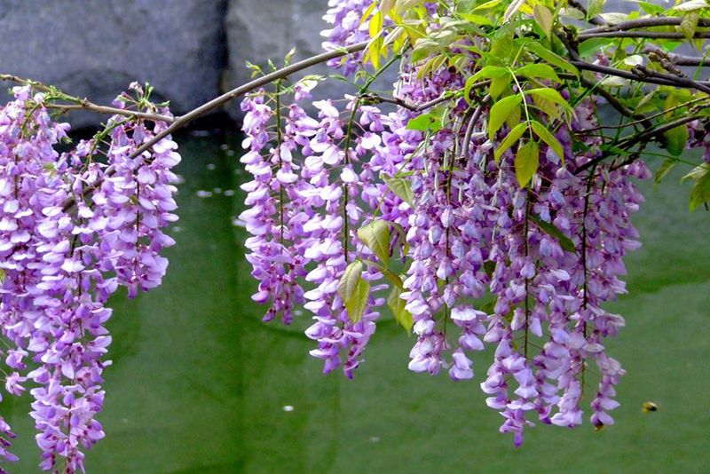  紫藤花图片 