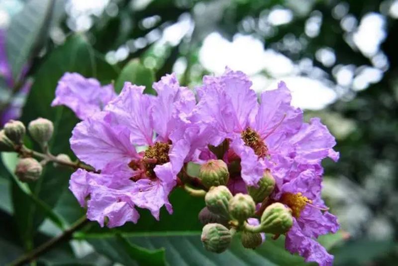  紫薇花图片 