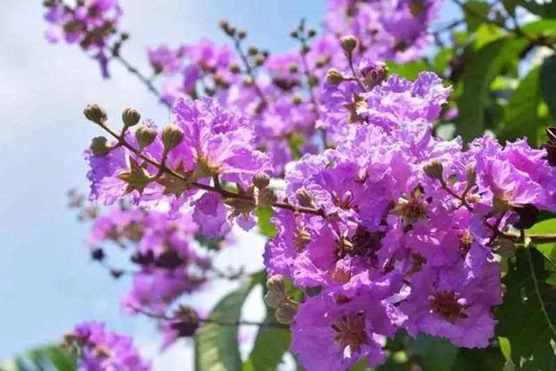  紫薇花图片 