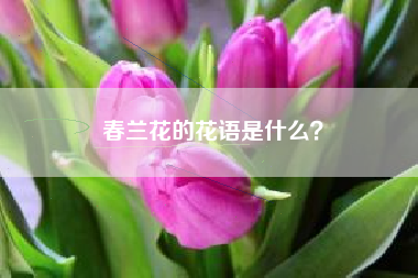 春兰花的花语是什么？